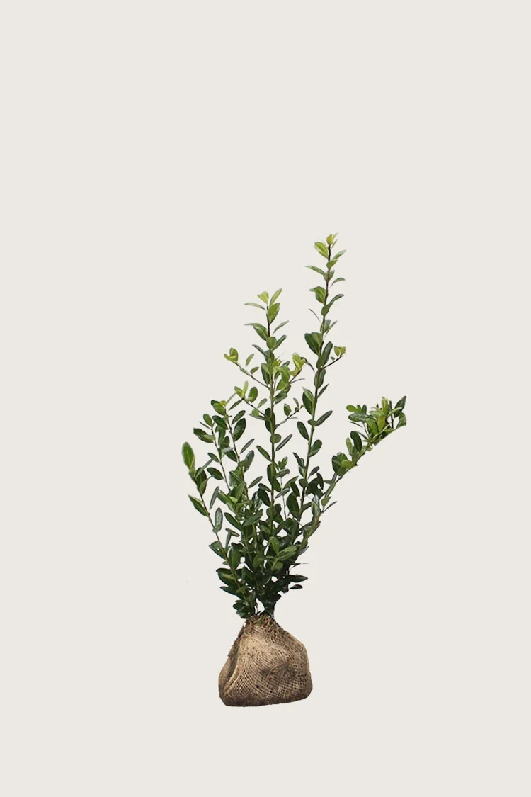 Japansk kristtorn 'Caroline Upright' 100cm Grenet | Plantinavia