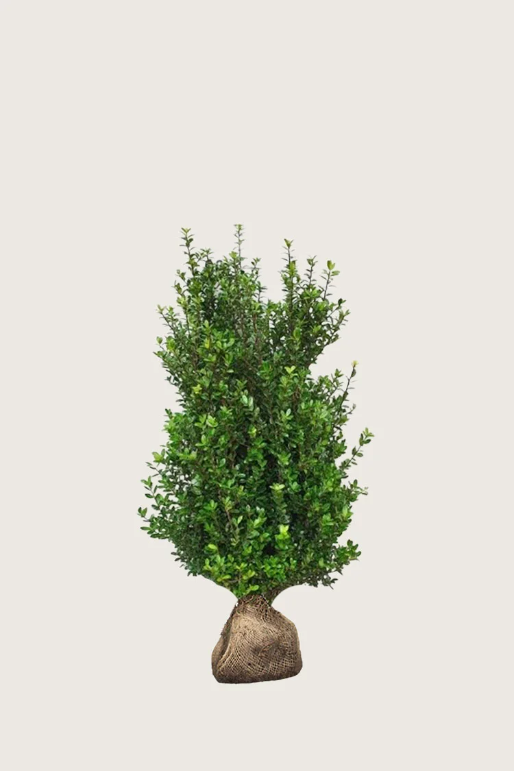 Japansk kristtorn 'Caroline Upright' 80cm Velgrenet | Plantinavia
