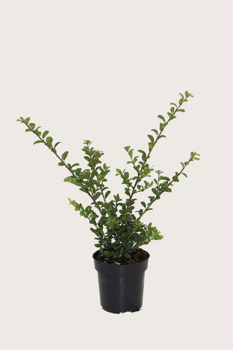 Japansk kristtorn 'Convexa' 80cm Grenet | Plantinavia