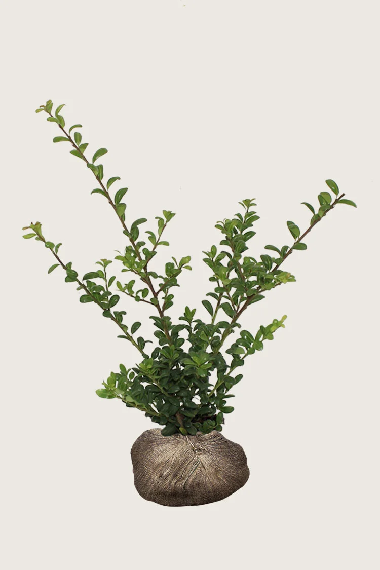 Japansk kristtorn 'Convexa' 150cm Grenet | Plantinavia
