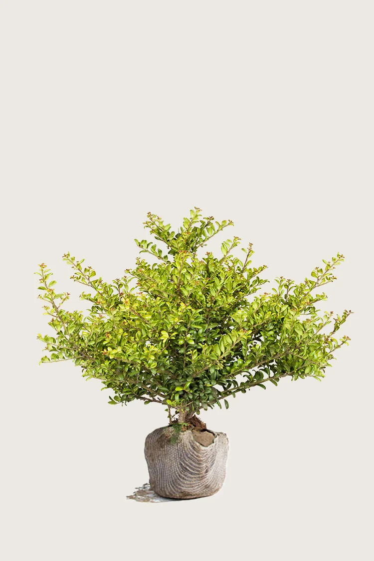 Japansk kristtorn 'Convexa' 80cm Velgrenet | Plantinavia