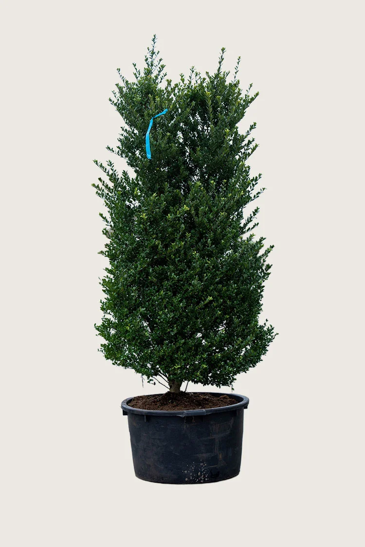 Japansk kristtorn 'Dark Green' 200cm Velgrenet | Plantinavia