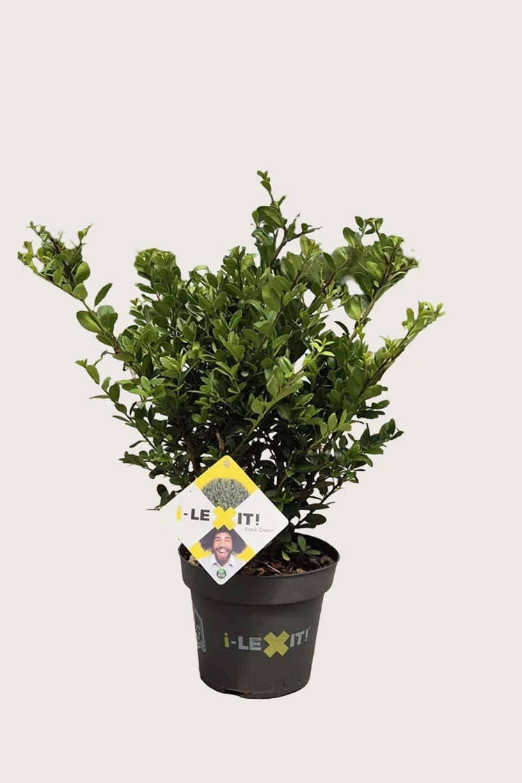 Japansk kristtorn 'Dark Green' 80cm Grenet | Plantinavia