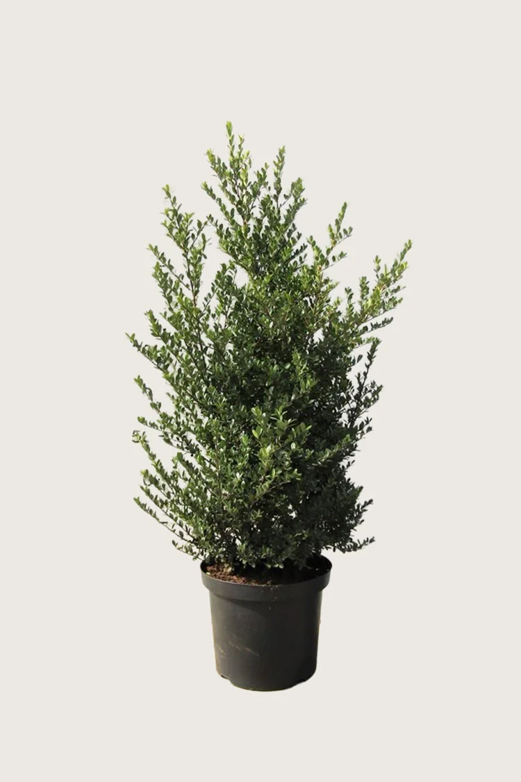 Japansk kristtorn 'Dark Green' 150cm Velgrenet | Plantinavia