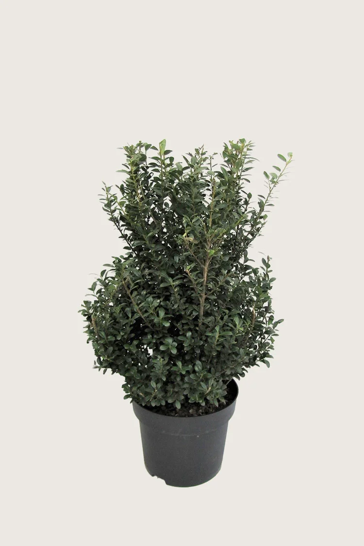 Japansk kristtorn 'Dark Green' 80cm Velgrenet | Plantinavia