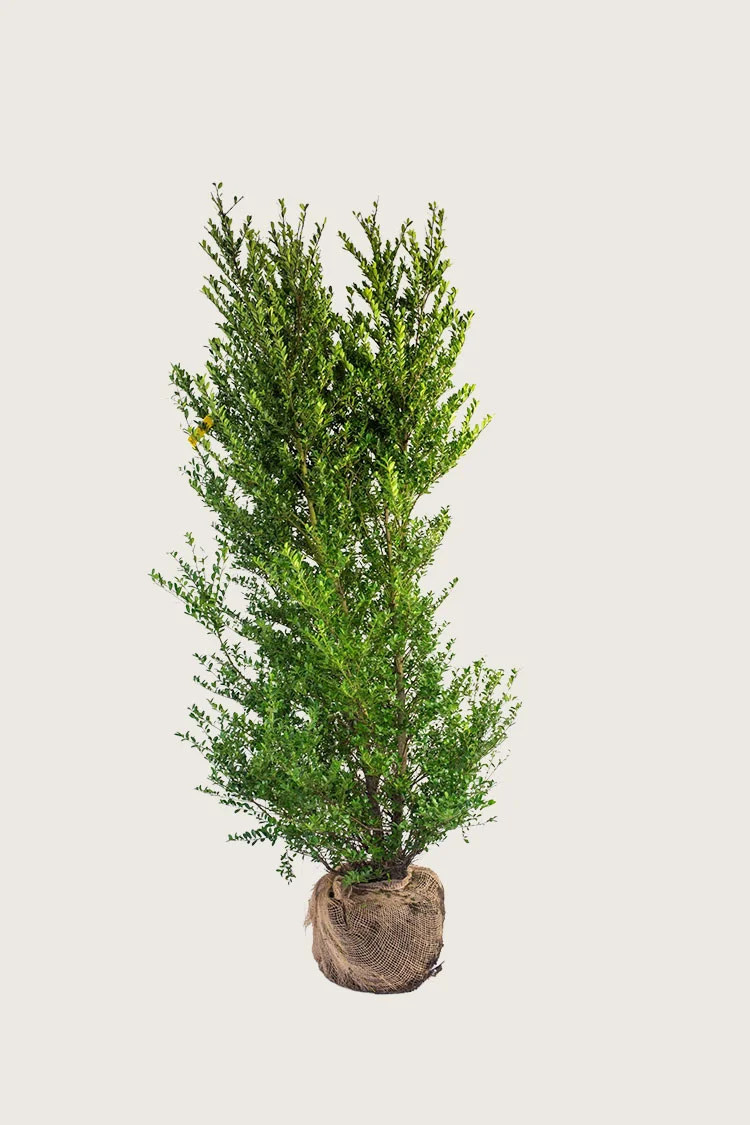 Japansk kristtorn 'Dark Green' 125cm Grenet | Plantinavia