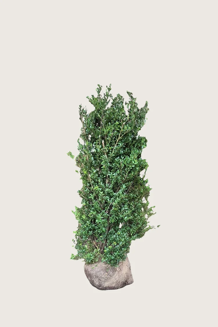 Japansk kristtorn 'Dark Green' 80cm Grenet | Plantinavia