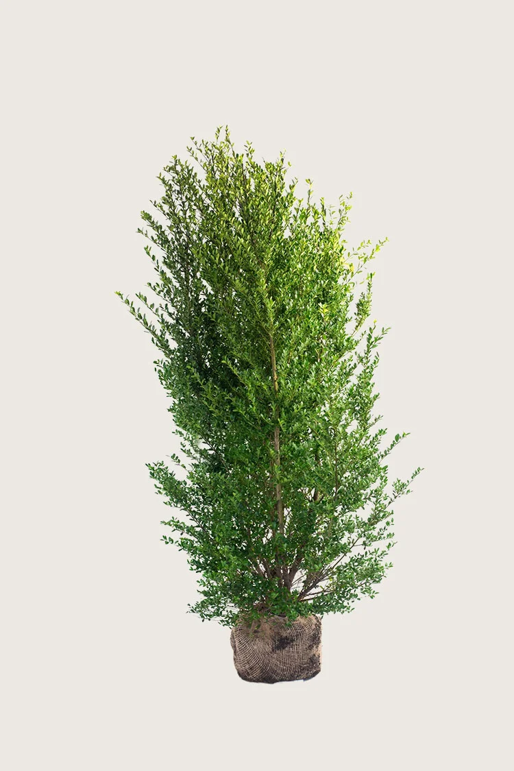 Japansk kristtorn 'Dark Green' 125cm Velgrenet | Plantinavia