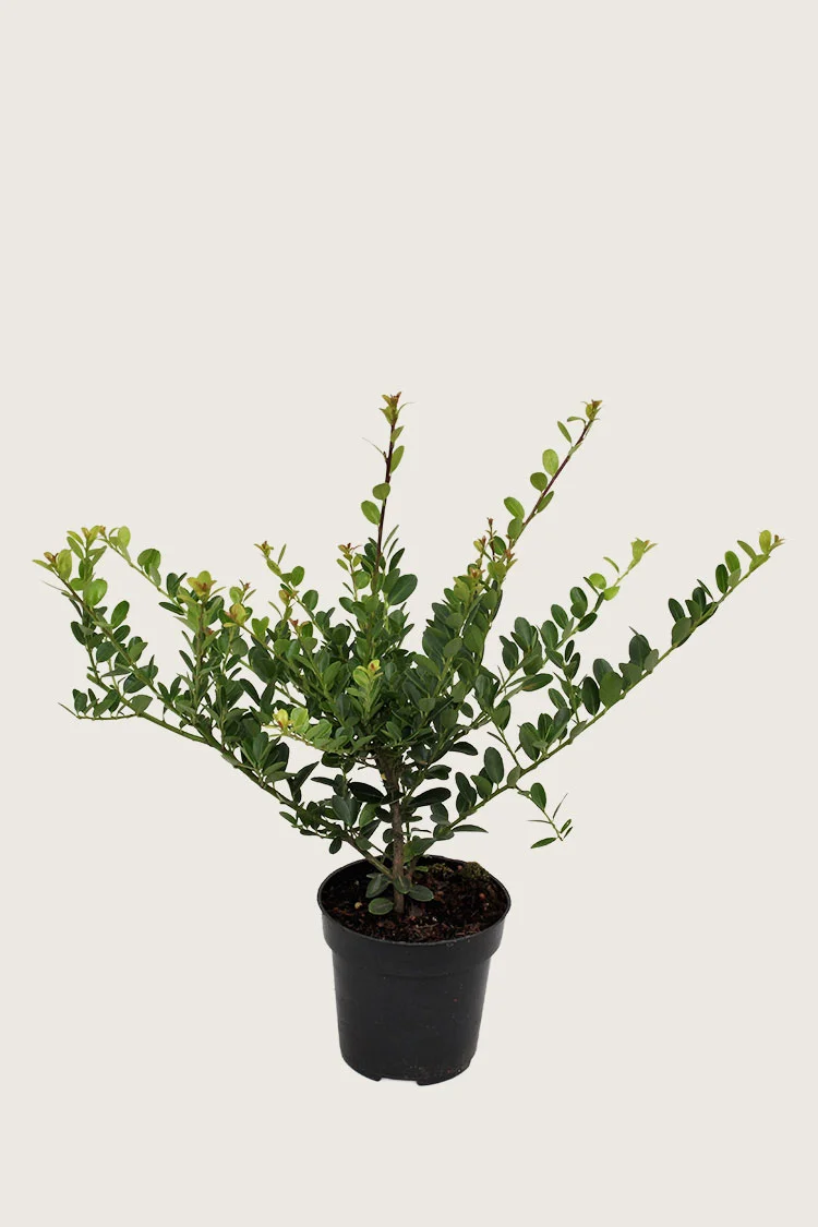 Japansk kristtorn 'Green Hedge' 125cm Grenet | Plantinavia
