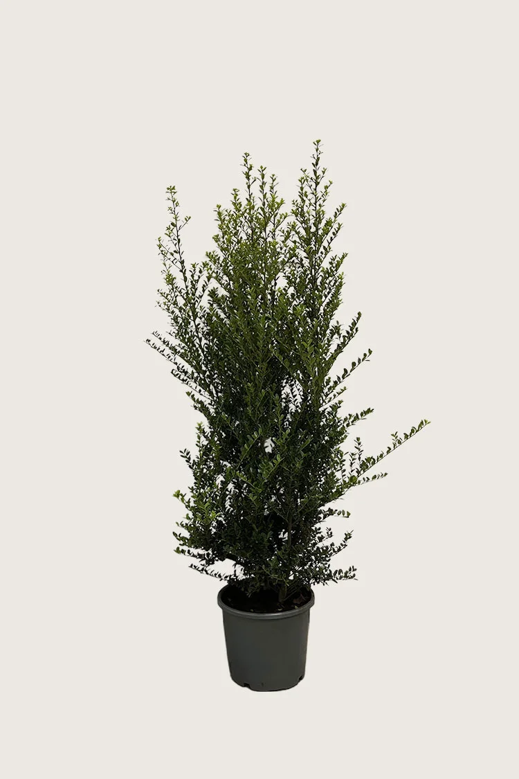 Japansk kristtorn 'Green Hedge' 150cm Velgrenet | Plantinavia
