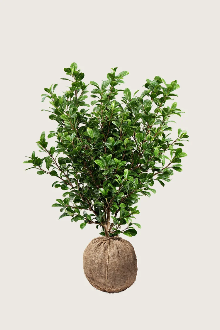 Japansk kristtorn 'Green Hedge' 125cm Grenet | Plantinavia