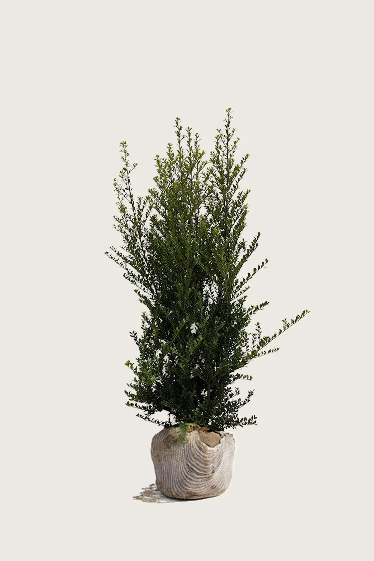 Japansk kristtorn 'Green Hedge' 200cm Velgrenet | Plantinavia