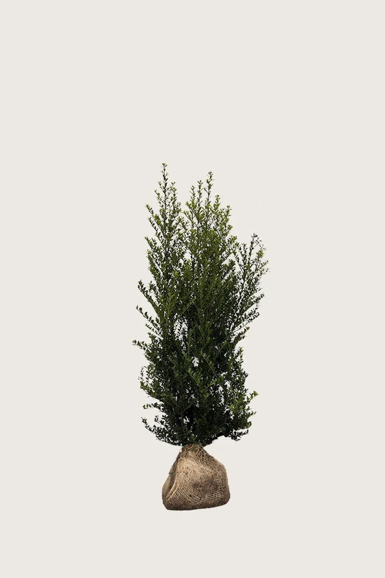 Japansk kristtorn 'Green Hedge' 60cm Velgrenet | Plantinavia