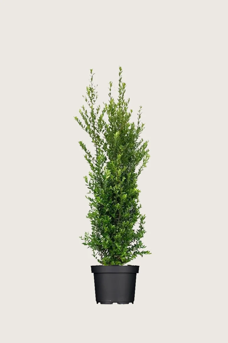 Japansk kristtorn 'Kanehirae' 100cm Velgrenet | Plantinavia