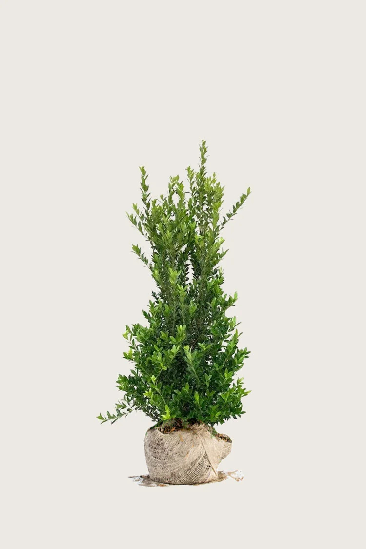 Japansk kristtorn 'Kanehirae' 100cm Grenet | Plantinavia