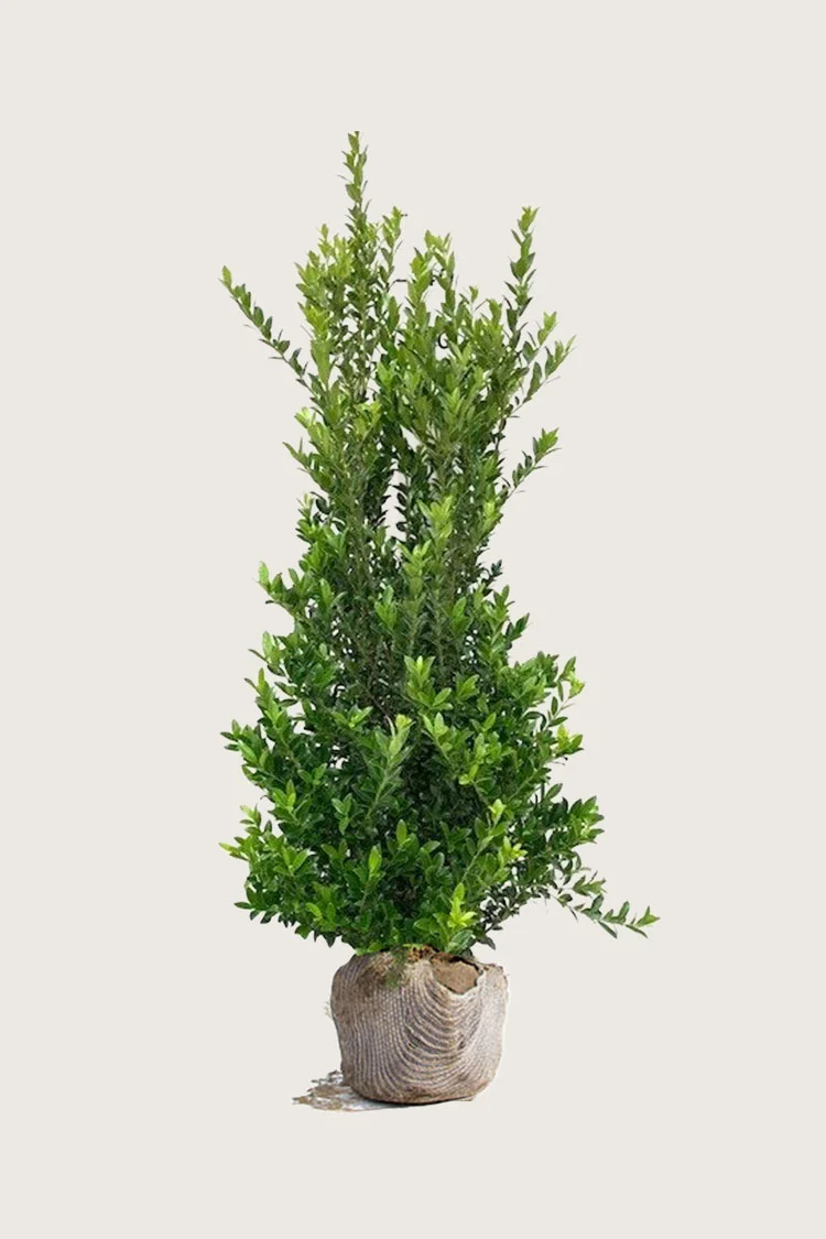 Japansk kristtorn 'Kanehirae' 150cm Velgrenet | Plantinavia