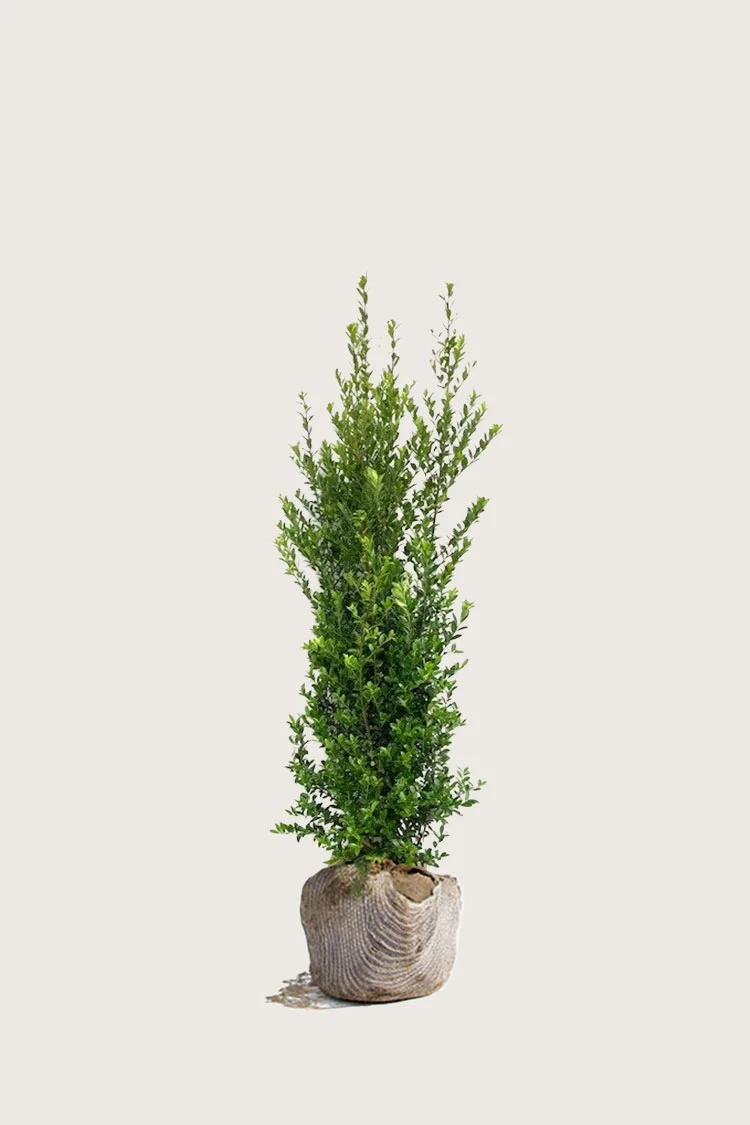 Japansk kristtorn 'Kanehirae' 80cm Velgrenet | Plantinavia