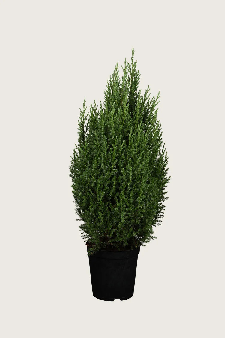 Kinaeiner Stricta 175cm Velgrenet | Plantinavia