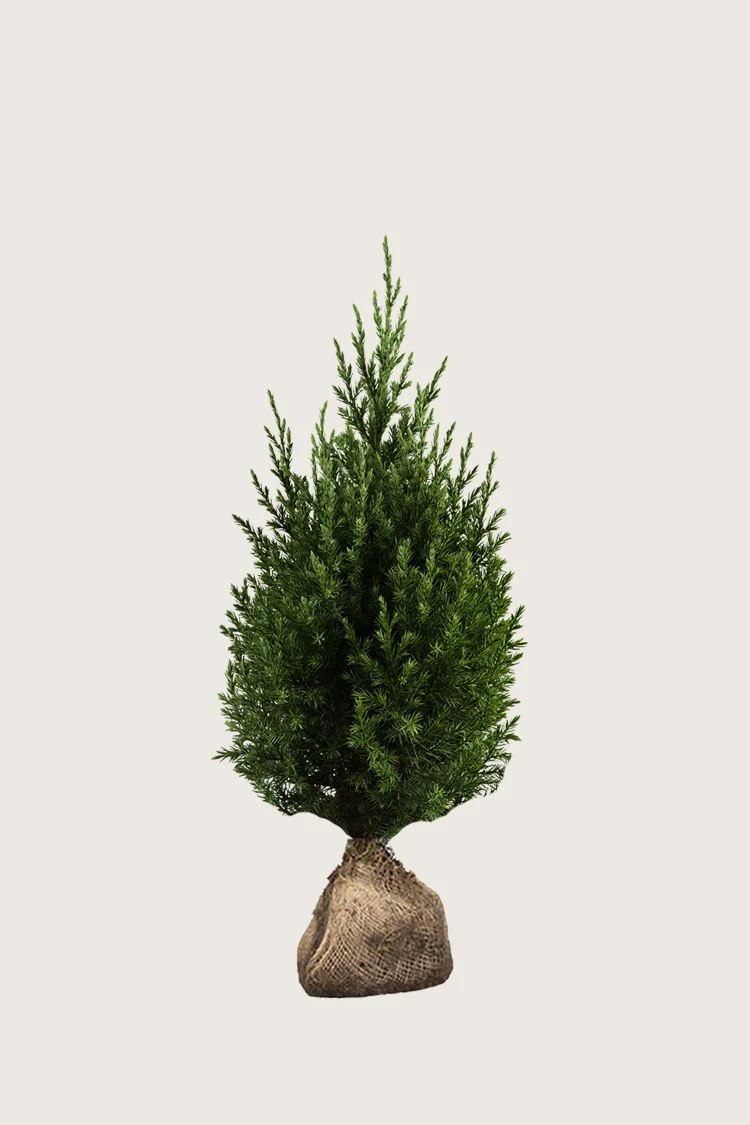 Kinaeiner Stricta 100cm Velgrenet | Plantinavia