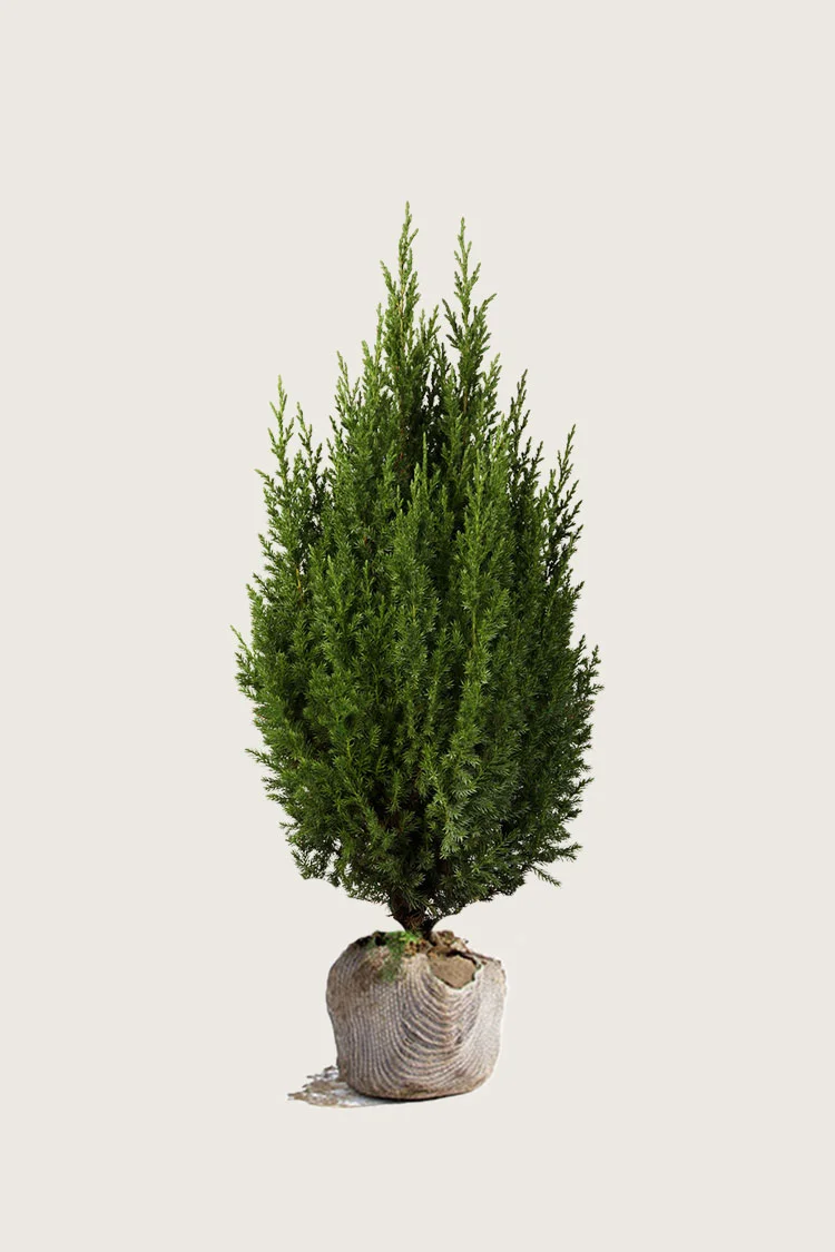 Kinaeiner Stricta 125cm Velgrenet | Plantinavia