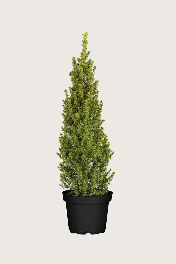 Kjeglegran 100cm Velgrenet | Plantinavia