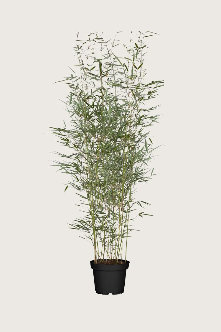 Kjempebambus 'Robusta 125cm Grenet | Plantinavia