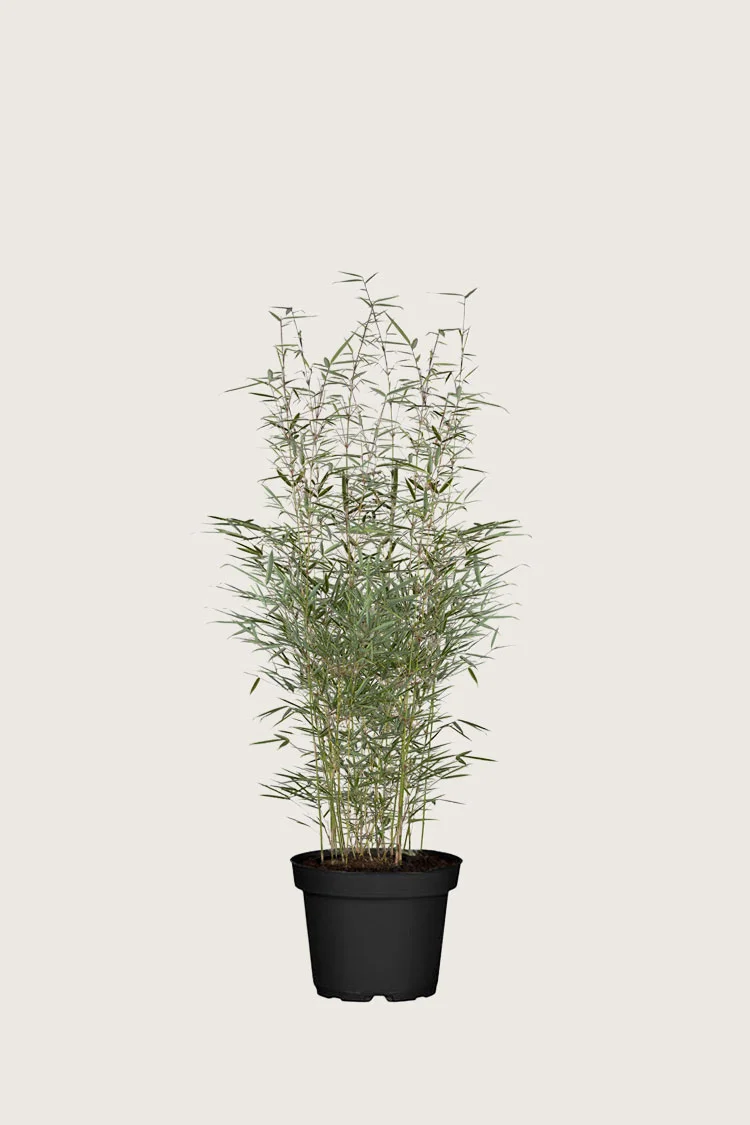 Kjempebambus 'Robusta 80cm Grenet | Plantinavia