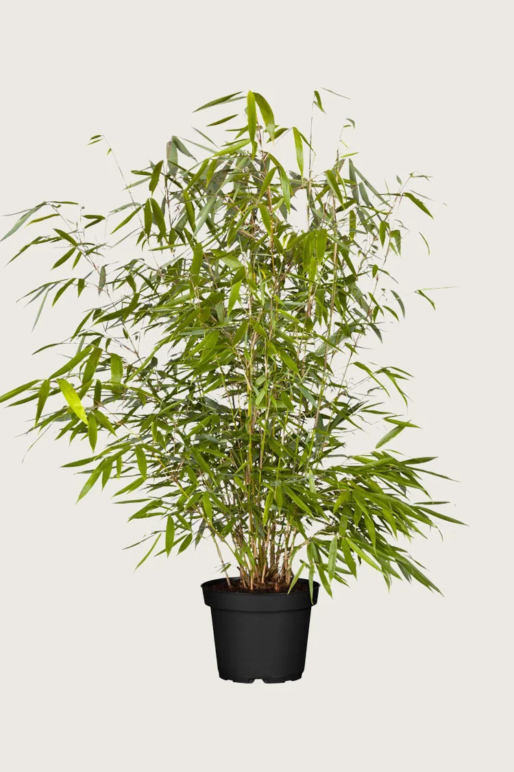 Kjempebambus 'Robusta 125cm Velgrenet | Plantinavia
