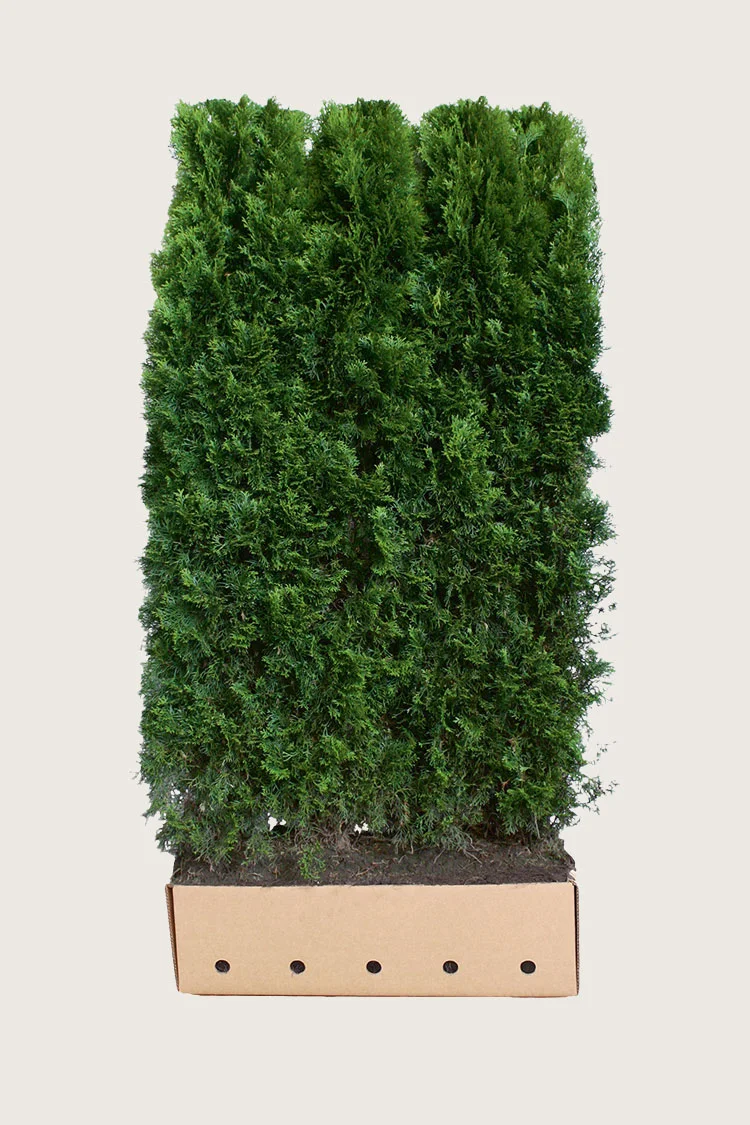 Kjempetuja 200cm Velgrenet | Plantinavia