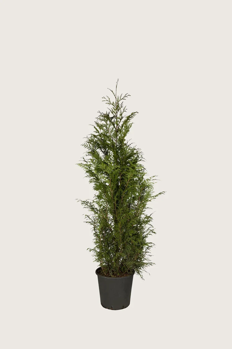 Kjempetuja 60cm Grenet | Plantinavia