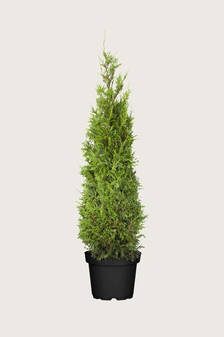 Kjempetuja 100cm Velgrenet | Plantinavia