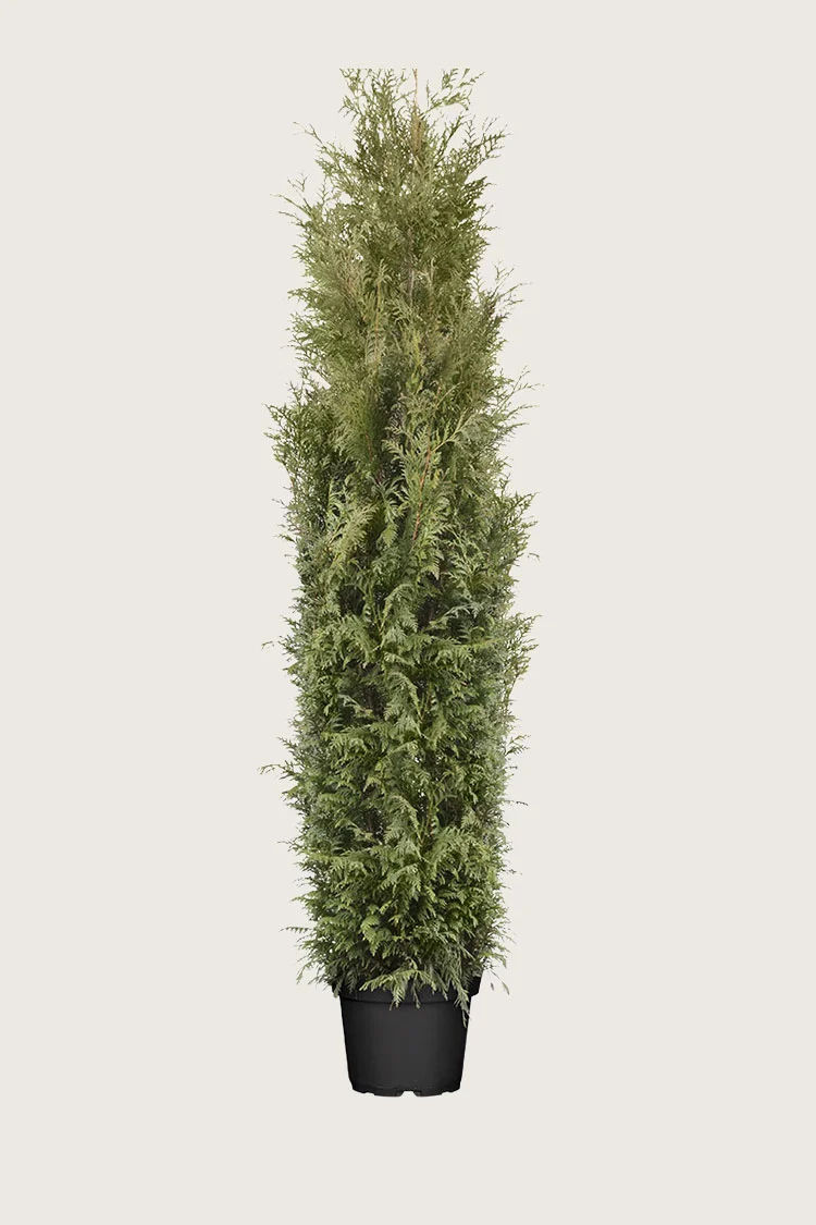 Kjempetuja 250cm Velgrenet | Plantinavia
