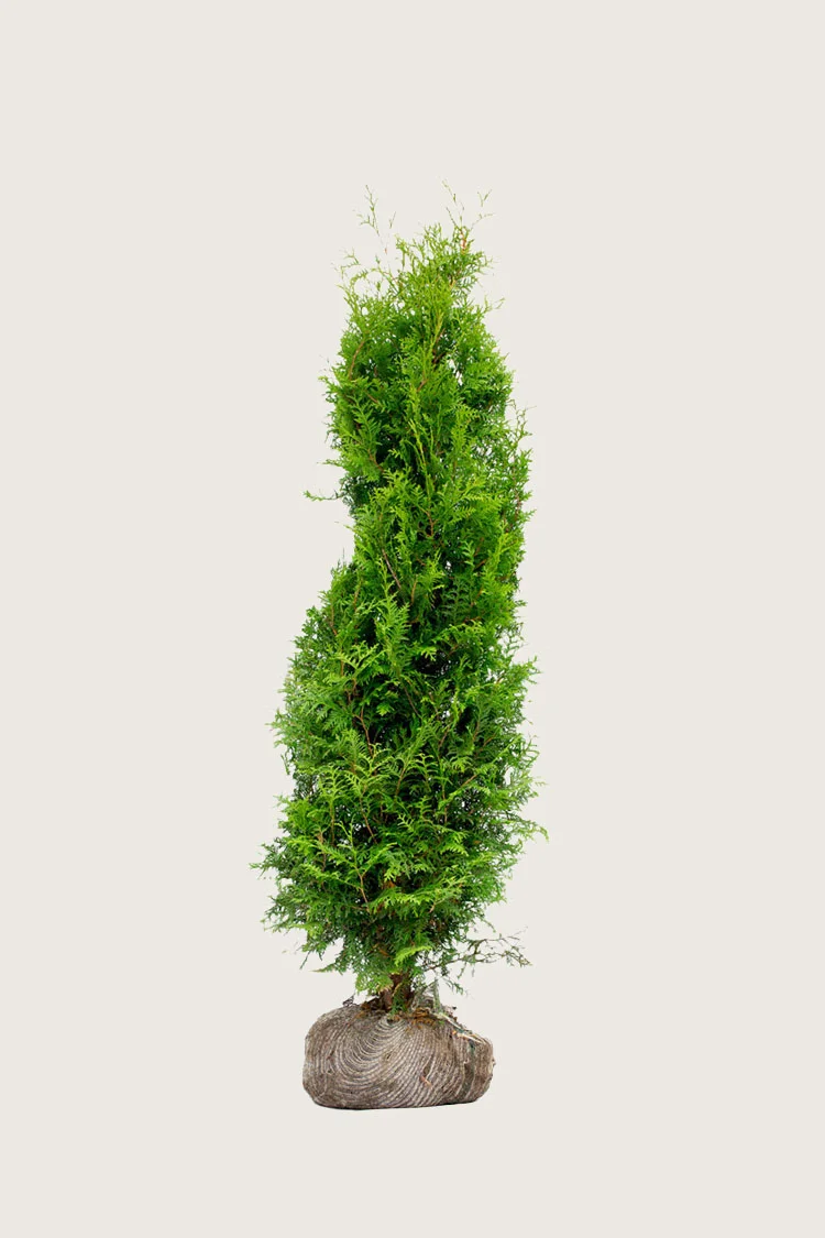 Kjempetuja 150cm Grenet | Plantinavia