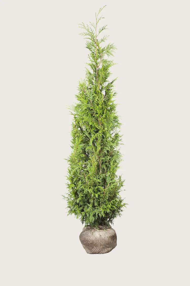 Kjempetuja 225cm Grenet | Plantinavia