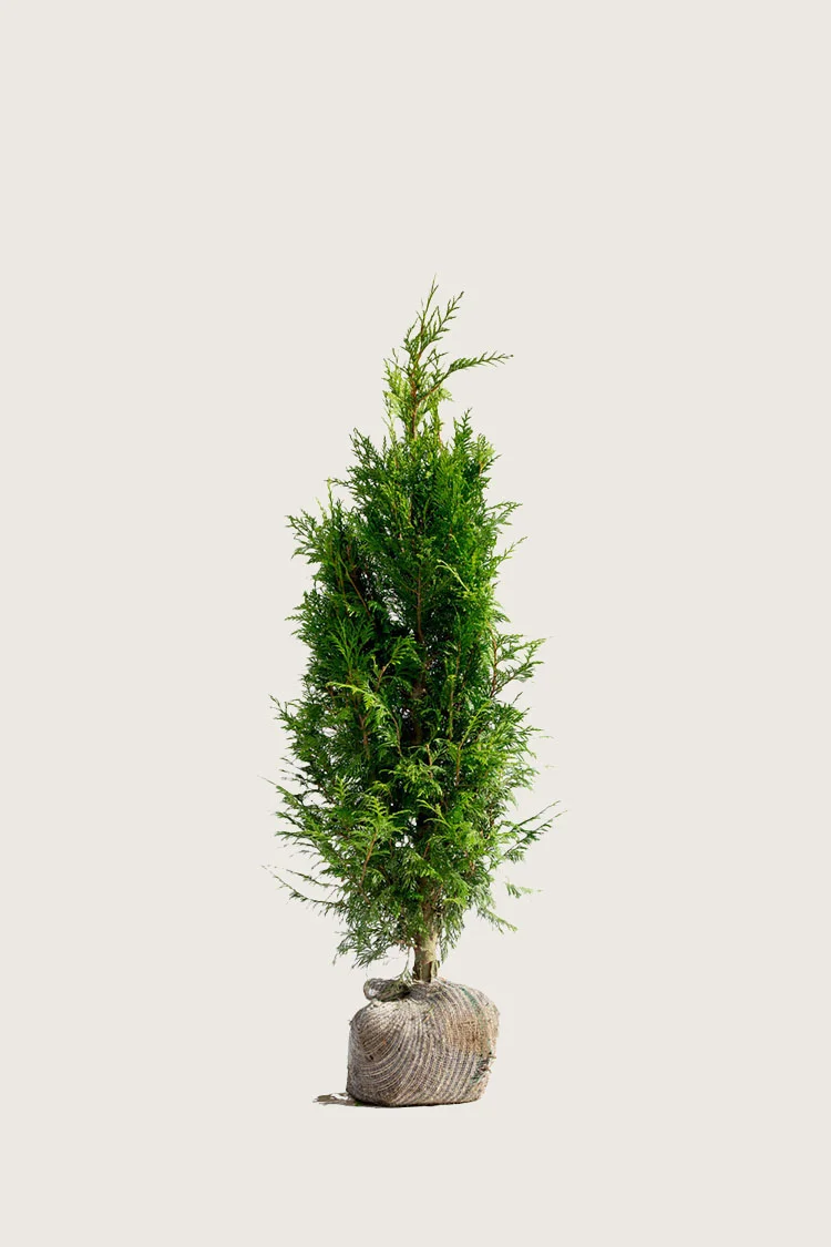 Kjempetuja 80cm Grenet | Plantinavia