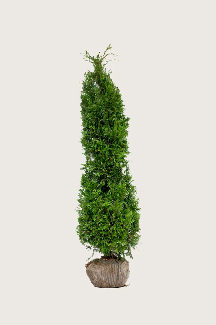 Kjempetuja 150cm Velgrenet | Plantinavia