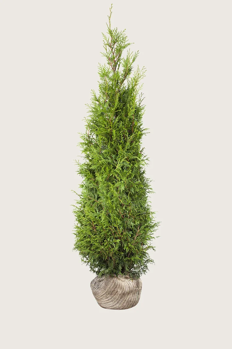 Kjempetuja 350cm Velgrenet | Plantinavia