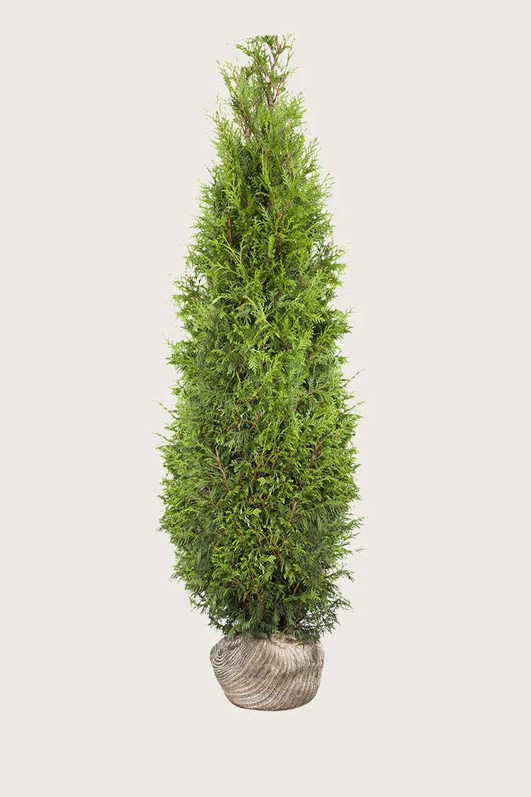 Kjempetuja 700cm Velgrenet | Plantinavia