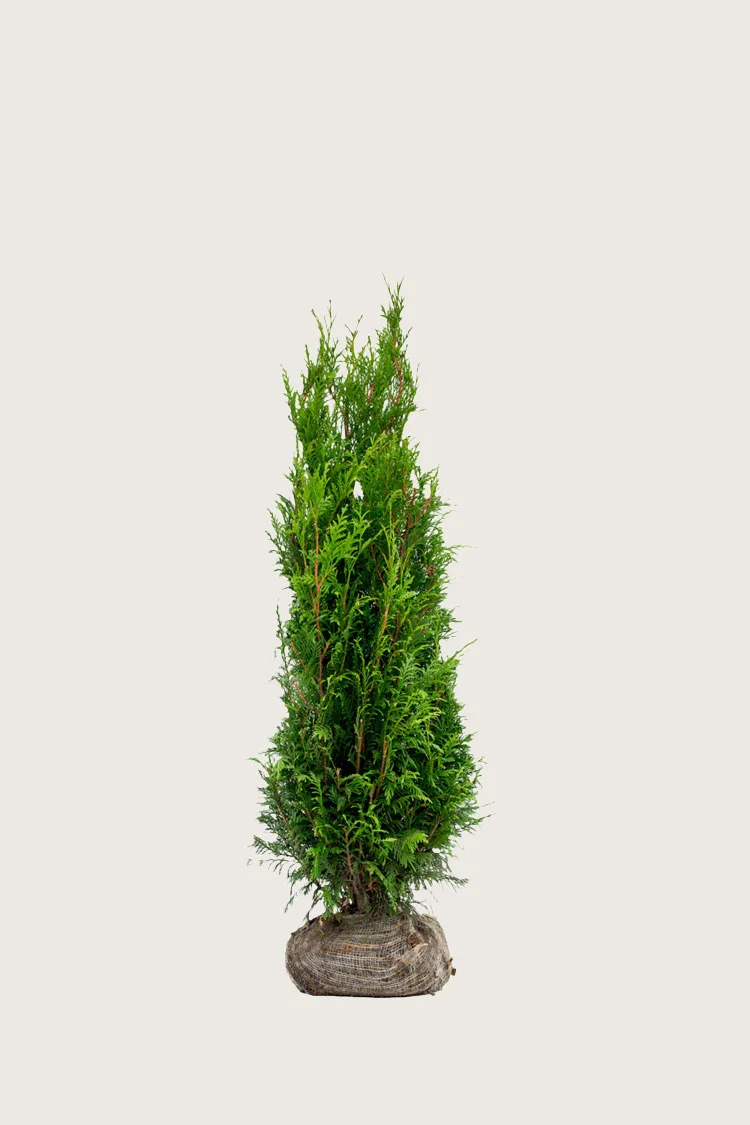 Kjempetuja 80cm Velgrenet | Plantinavia