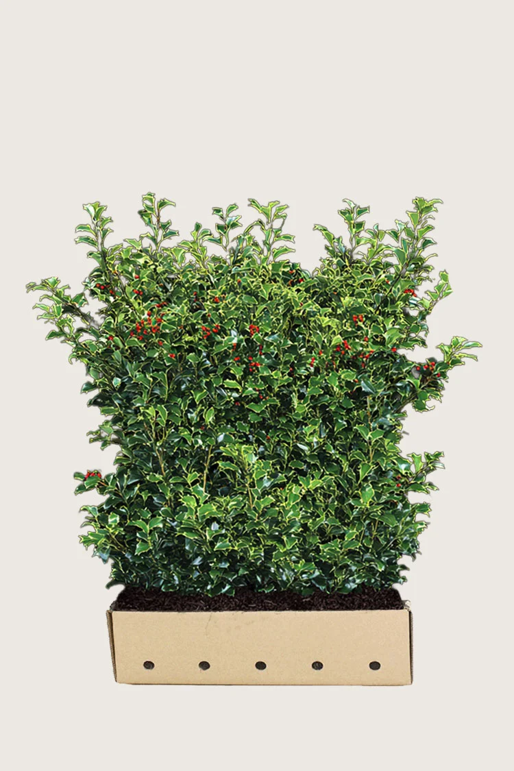 Kristtorn Heckenfee 120cm Velgrenet | Plantinavia