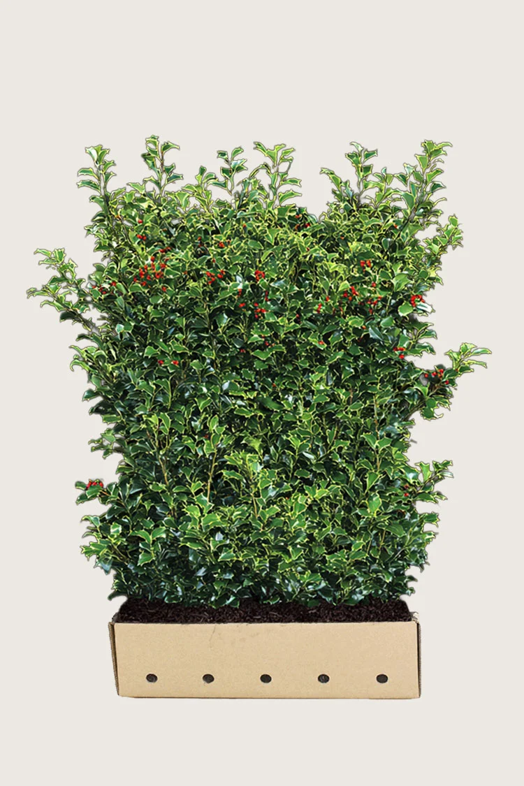 Kristtorn Heckenfee 200cm Velgrenet | Plantinavia