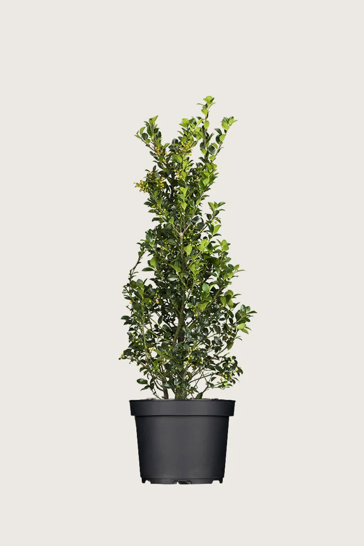 Kristtorn Heckenfee 100cm Grenet | Plantinavia
