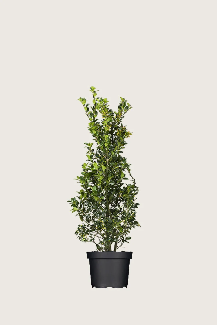 Kristtorn Heckenfee 80cm Grenet | Plantinavia