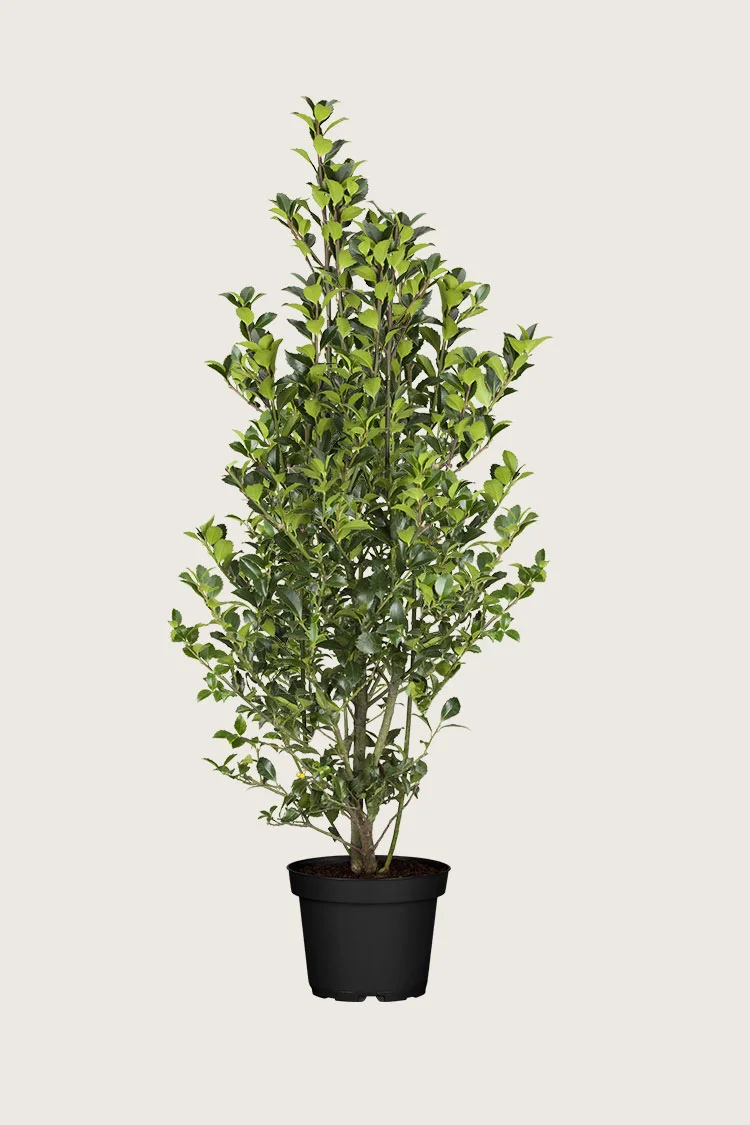 Kristtorn Heckenfee 250cm Velgrenet | Plantinavia