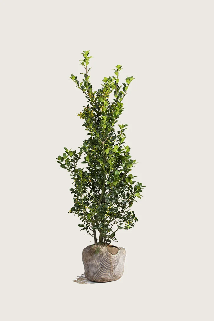 Kristtorn Heckenfee 125cm Grenet | Plantinavia