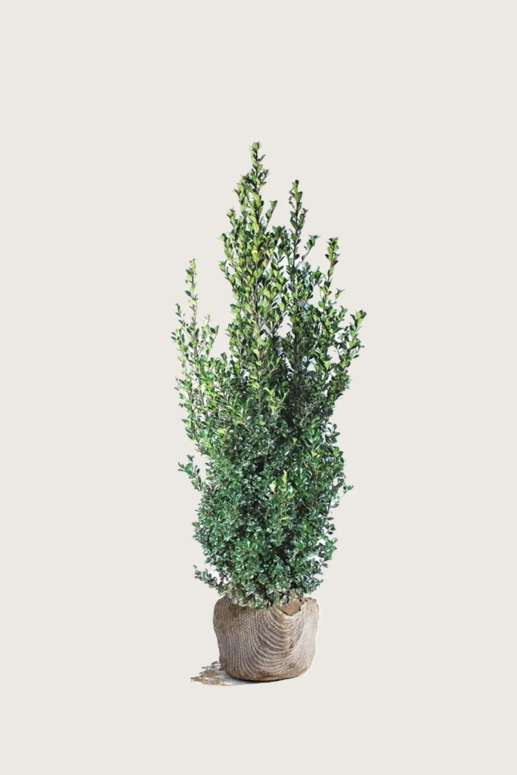 Kristtorn Heckenfee 150cm Velgrenet | Plantinavia