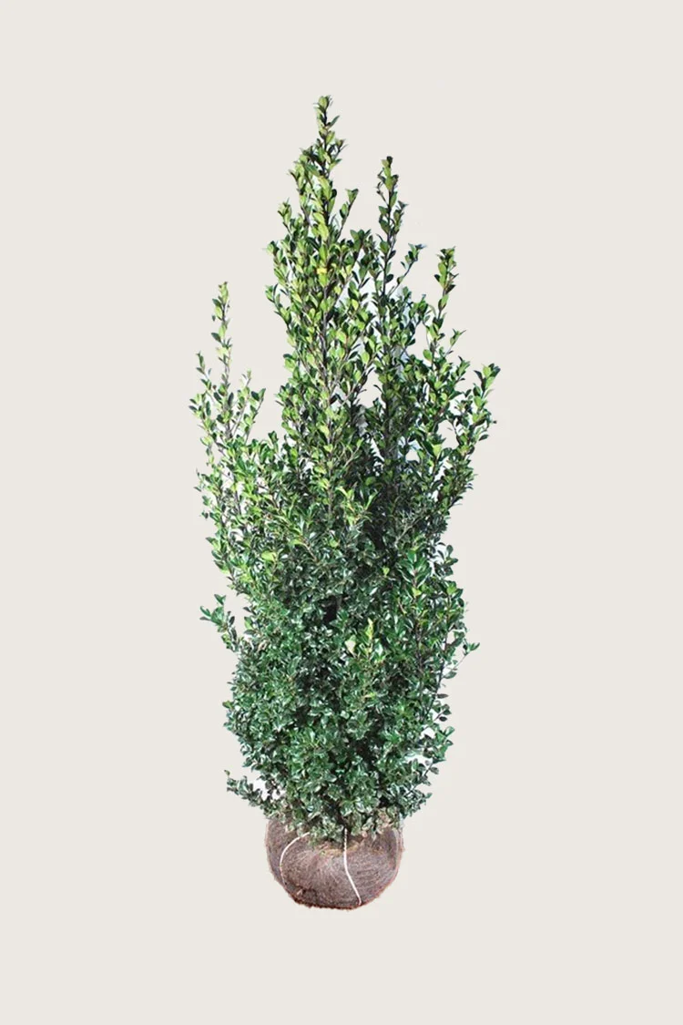 Kristtorn Heckenfee 250cm Velgrenet | Plantinavia