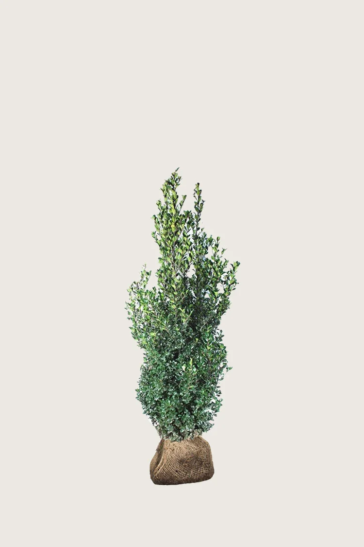 Kristtorn Heckenfee 80cm Velgrenet | Plantinavia