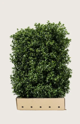 Kristtorn Heckenpracht 120cm Velgrenet | Plantinavia