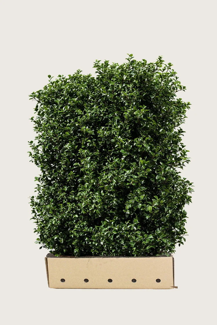 Kristtorn Heckenpracht 150cm Velgrenet | Plantinavia